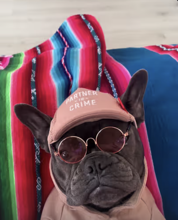 Frenchie Getting Ready For School !